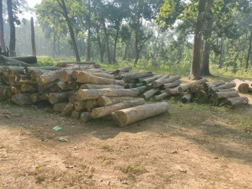 निकुञ्जको ढिलासुस्तीले सामुदायिक वनका काठ कुहिन थाले