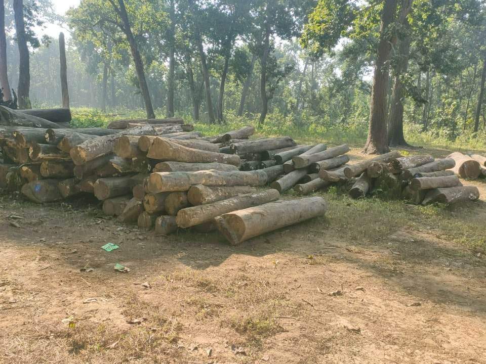 निकुञ्जको ढिलासुस्तीले सामुदायिक वनका काठ कुहिन थाले
