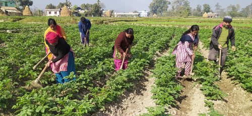 कावासोतीमा सामूहिक आलु खेती
