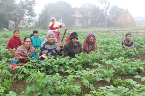 सामुहिक आलुखेतिमा प्रगतिनगरका किसान