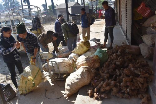 किसानलाई तरुल खन्न र बिक्री गर्न भ्याइनभ्याइ