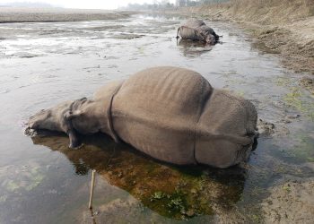 करेन्ट लगाएर गैँडा मार्ने ३ जना पक्राउ