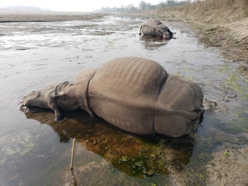 एक वर्षमा प्राकृतिक कारणले २० गैँडा मरे