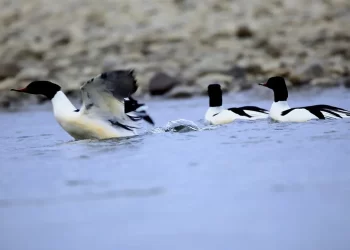 जलचराको प्रजाति बढ्दै सङ्ख्या घट्दै