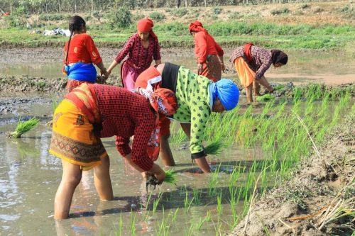 नवलपुरमा चैतेधान लगाउने क्षेत्रफलमा वृद्धि