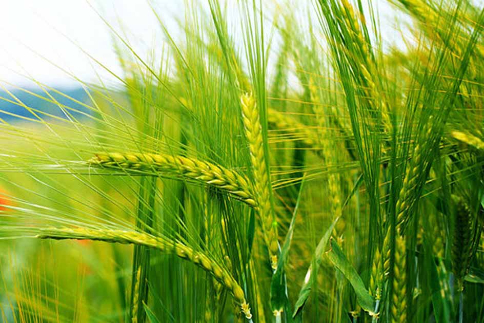 निकुञ्जका वन्यजन्तुका  कारण गहुँखेतीमा ह्रास