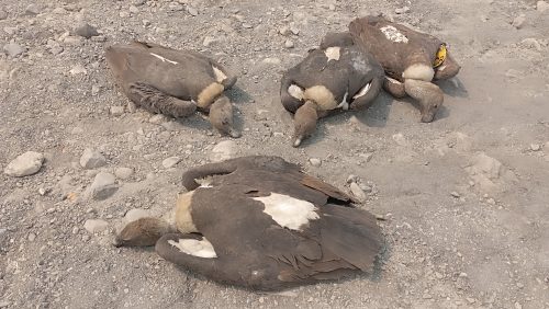 विषाक्त सिनो खाएर मर्ने गिद्धको सङ्ख्या छ पुग्यो