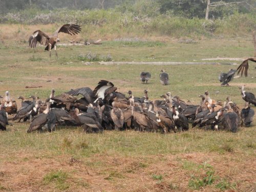 डङ्गर प्रजातिका १० गिद्धलाई प्राकृतिक बासस्थानमा छोडियो