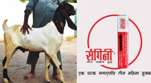 महिलाले प्रयोग गर्ने तीन महिने संगिनी सुइ बोकालाई लगाएपछि…