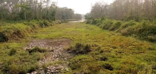 ताल सुकेपछी जेनेरेटरबाट वन्यजन्तुका लागि पानी