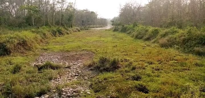 ताल सुकेपछी जेनेरेटरबाट वन्यजन्तुका लागि पानी
