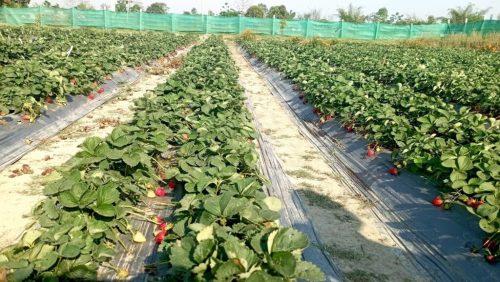 नवलपुरका किसान स्ट्रबेरी खेतीतर्फ आकर्षित