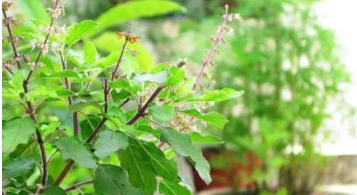 आज निर्जला एकादशी: घर घरमा तुलसीको दल राखिँदै