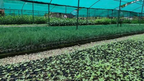 एक लाख १८ हजार बिरुवा निःशुल्क वितरण गर्दै