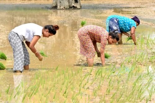 साउन दोस्रो सातासम्म ७७ प्रतिशत धान रोपाइँ, गत वर्षभन्दा १३ प्रतिशत कम