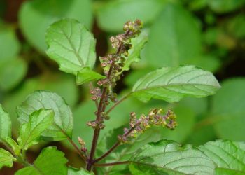 आज हरिशयनी एकादशी : तुलसीको बिरुवा सारिँदै