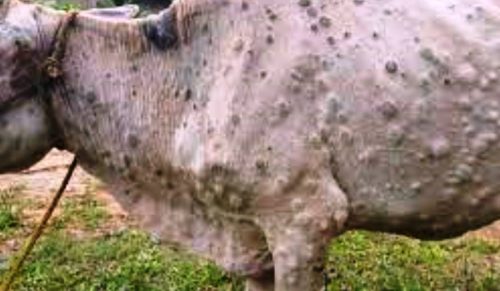 १६ हजार पशुचौपायालाई लम्पीस्किनविरुद्ध खोप