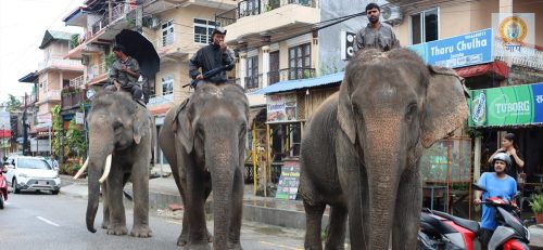 हात्ती सफारी संकटमा