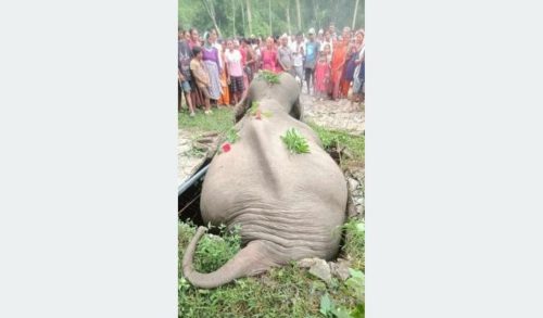 सेफ्टी ट्याङ्कीमा परेर जङ्गली हात्तीको मृत्यु
