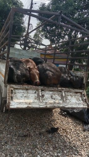 भ्यानमा कोचेर ल्याएका ७  गाई मरे