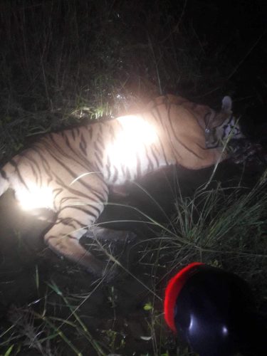 चितवन राष्ट्रिय निकुञ्जमा खोरको अभाव भए पछि बाघलाई बर्दिया पठाईयो