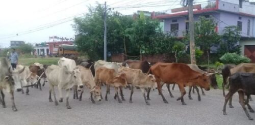 पशुलाई आठ घण्टाभन्दा बढी हिँडाए जरिबाना