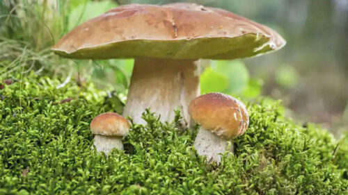 जंगली च्याउ खाँदा देवचुलीमा एकै परिवारका ५ जना बिरामी