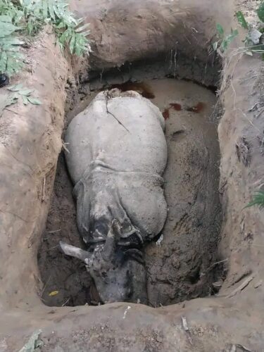 गैंडा तस्करीमै जेल पुगेर छुटेकाले मारेका थिए चितवनमा दुईवटा गैंडा, सात जना पक्राउ