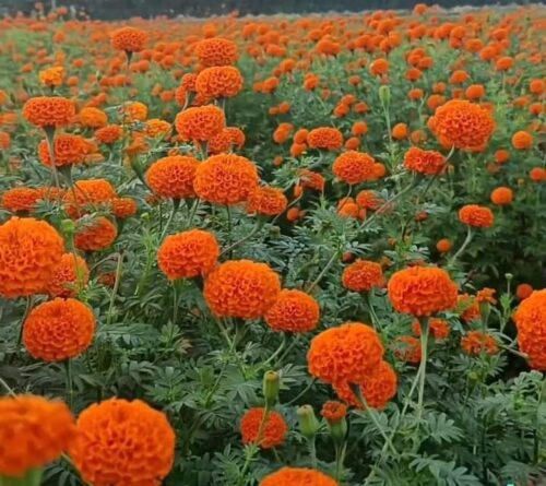 कावासाेतीमा सयपत्री फूलको मुल्य प्रति केजी ५ सय रुपैयाँ कायम