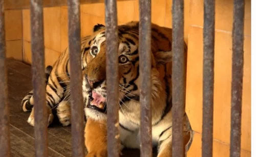 चितवन राष्ट्रिय निकुञ्जमा बाघ पाल्न बजेट अभाव