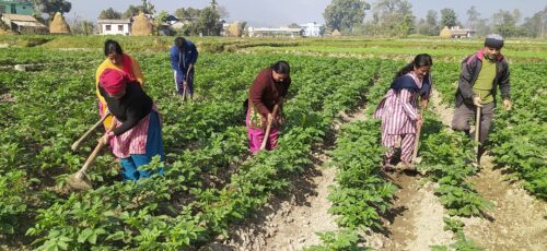 आलु उत्पादनमा आत्मनिर्भर बन्दै नवलपुर