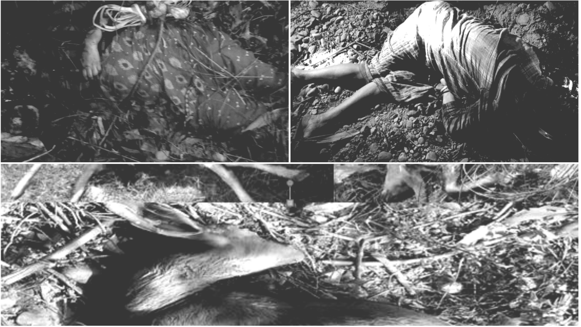 नवलपुरमा बाघ आतंक