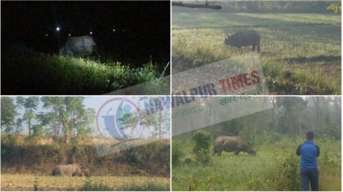 निकुञ्जबाट निस्किएका गैँडा स्थानीयका लागि समस्या बन्दै, जनतासँगै गैँडाको सुरक्षामा चुनौती