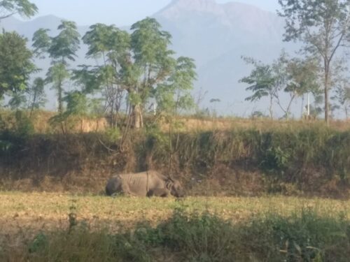 लोकाहा खोला आसपास गैंडाको आक्रमणबाट अढाई महिनामा ५ जना घाइते