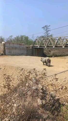 निकुञ्जको पश्चिम सेकटरका गैंडा पुर्वी सेक्टर स्थानान्तरण गरिदैँ