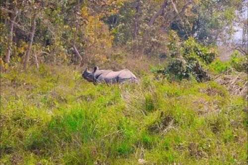 ३८ वर्षमा एक सय नौ गैँडा स्थानान्तरण, विभिन्न देशलाई २६ उपहार