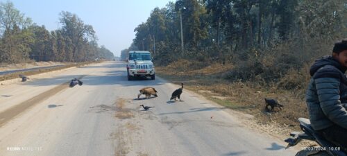 स्याल मार्न विषादीकाे प्रयाेग, विषाक्त सिनाेले गिद्धकाे हताहती बढ्दाे
