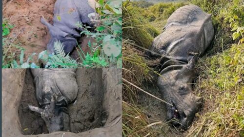 चितवन राष्ट्रिय निकुञ्जमा १० महिनामा १९ गैँडा सहित ५८ वन्यजन्तुको मृत्यु