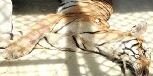 निकुञ्जका खोरमा मरे ३ वटा बाघ
