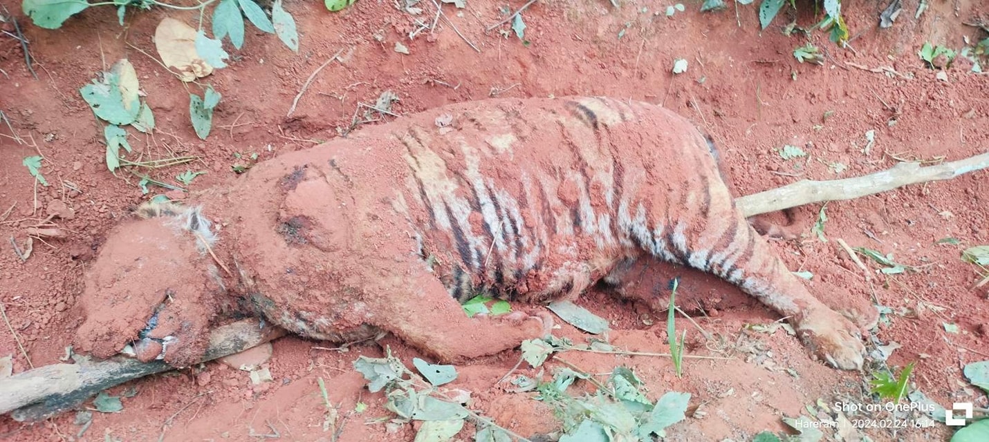बाघको मृत्युको कारण र मार्नेको पहिचान अझै हुन सकेन