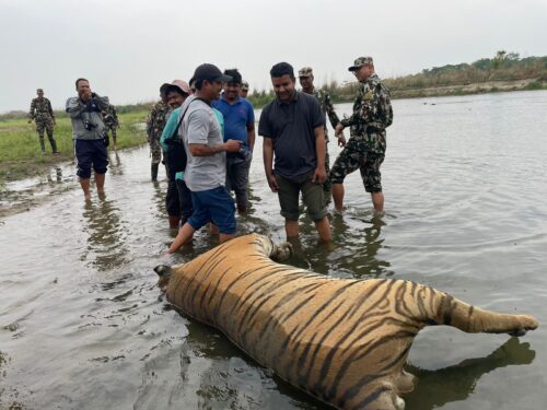 चितवन राष्ट्रिय निकुञ्ज र यस आसपासका क्षेत्रमा ६ वटा बाघ मृत फेला
