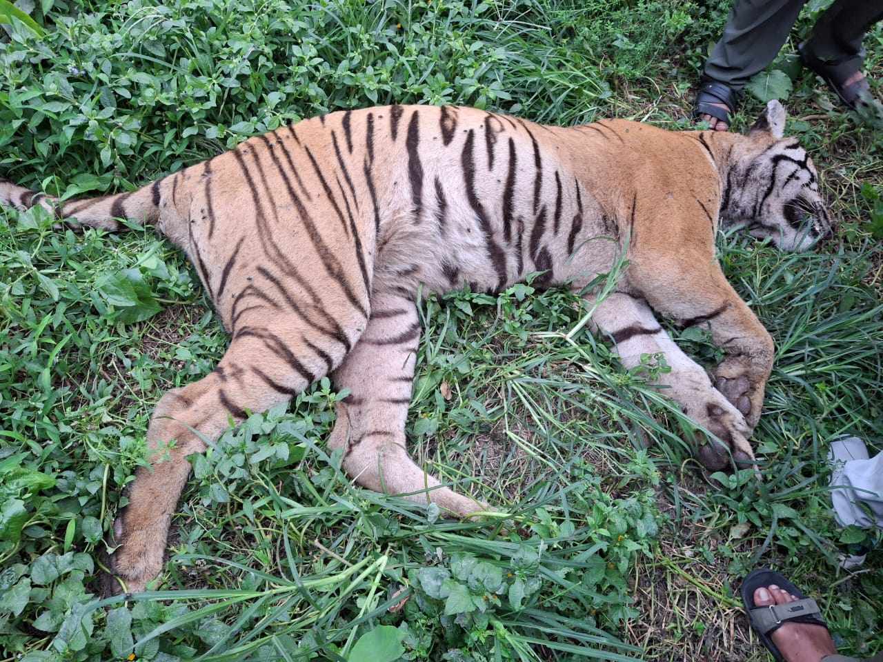 दुईजना मानिसको ज्यान लिएको नरभक्षी बाघ खोरमा मर्‍यो
