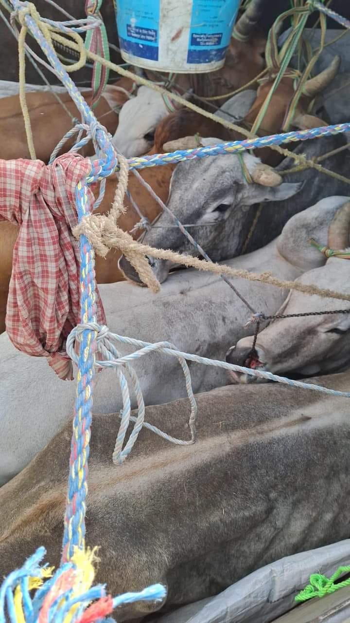 गोरु तस्करीका लागी प्रयोग हुँदै काली गण्डकी कारिडोर