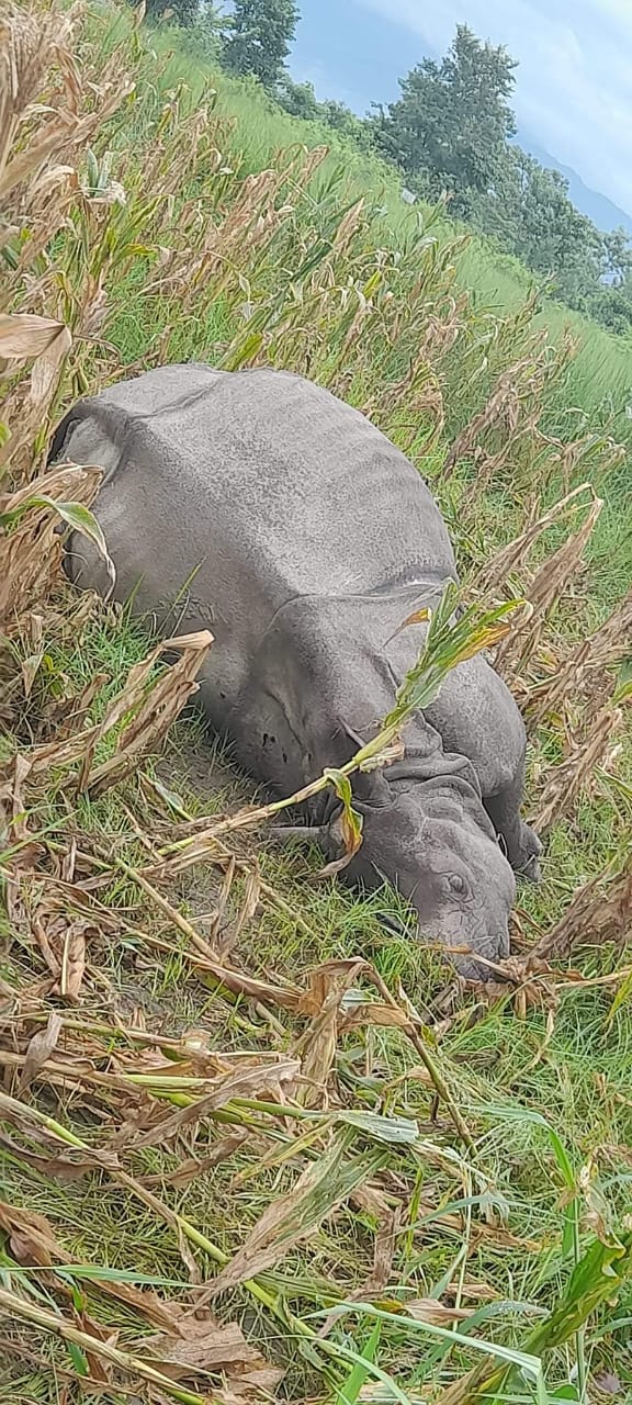 बँदेल मार्न मकैबारीमा थापेको विद्युतीय धरापमा परी गैँडा मरेपछि चार जना पक्राउ