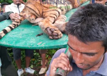 बगुबनको बस्तीमा पसेको बाघ नियन्त्रणमा लिईयो