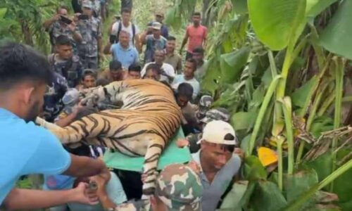 नरभक्षी बाघ नियन्त्रणमा