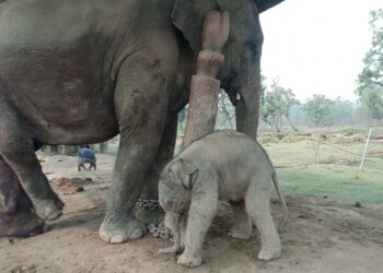 यसवर्ष चितवन राष्ट्रिय निकुञ्जमा आठ छावा थपिँदै