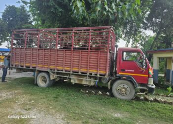 याताना दिएर लैजादैं गरिएका १९ वटा गाई र गोरु सहितको ट्रक नवलपुर प्रहरीको नियन्त्रणमा