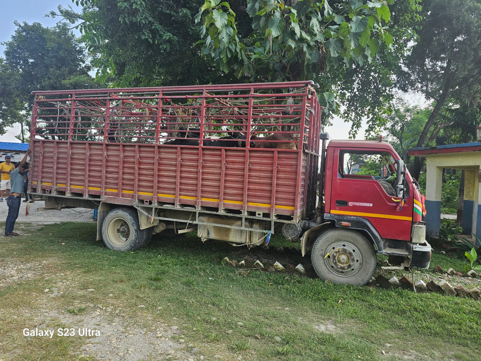 याताना दिएर लैजादैं गरिएका १९ वटा गाई र गोरु सहितको ट्रक नवलपुर प्रहरीको नियन्त्रणमा