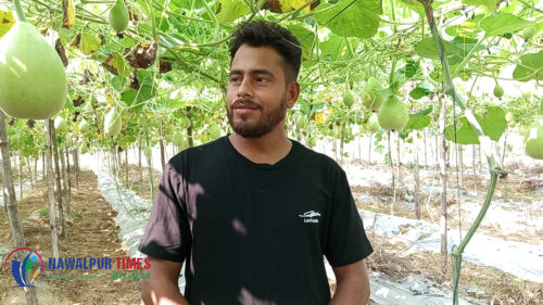 दिपायलबाट नवलपुर आएर व्यवसायिक तरकारी खेतिमा जमेका नवराज